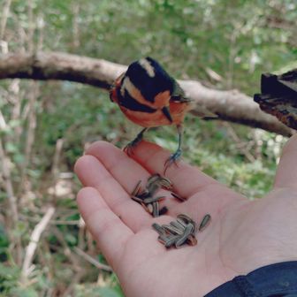カワセミちゃん🐦が
いると聞いたので大回りしたら
ヤマガラちゃん🐧がいた‪𐤔‪𐤔