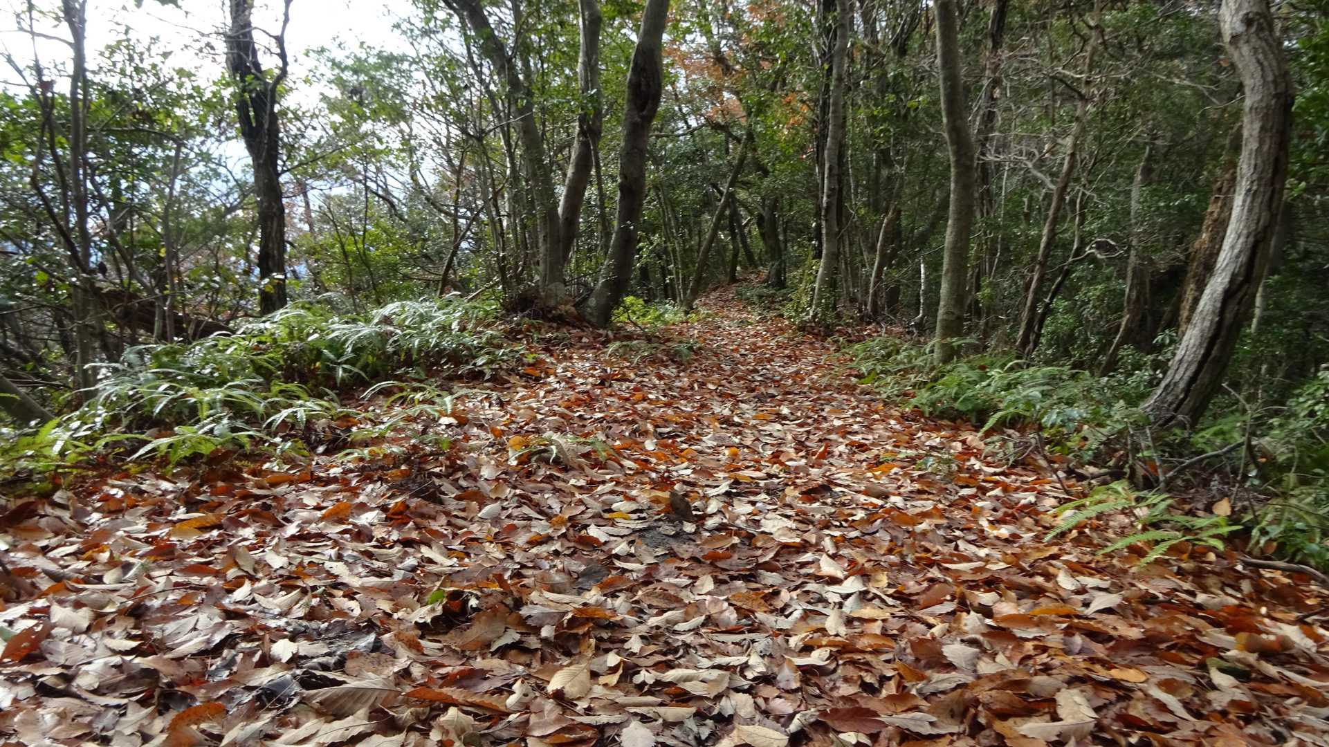 🍂🍂　反射板手前の稜線をさくさく........🏃💨　　
