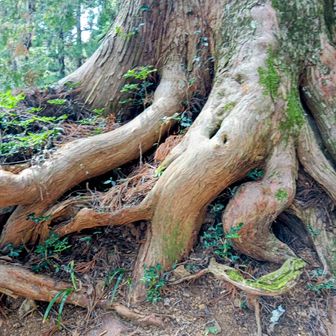 こちらも足回り凄いよ🤩
根っこからめちゃエネルギー感じたよ〜👐😆
この頃から静母下山開始したようで連絡あり🌟