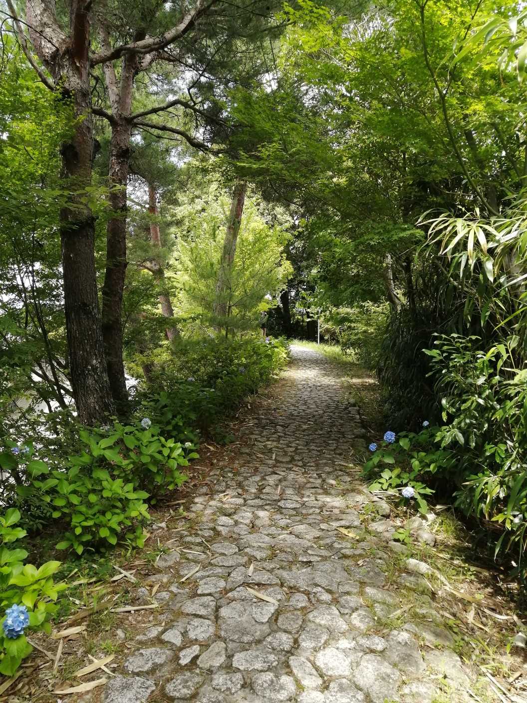 雰囲気のよい道を下山