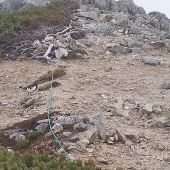 伊那前岳で一羽まだ冬毛の残っている雷鳥です
先ほどより小さいです