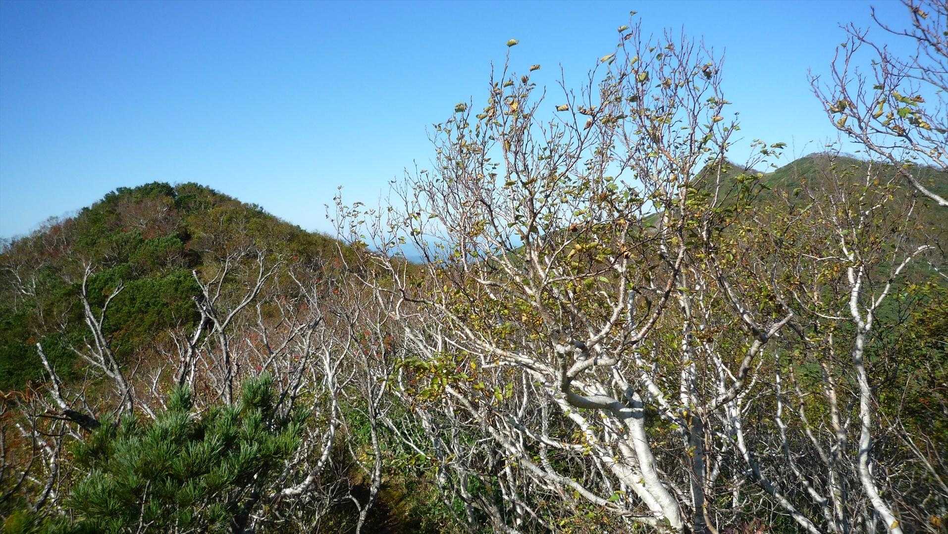 藻琴山登山口-藻琴山 往復コースの写真