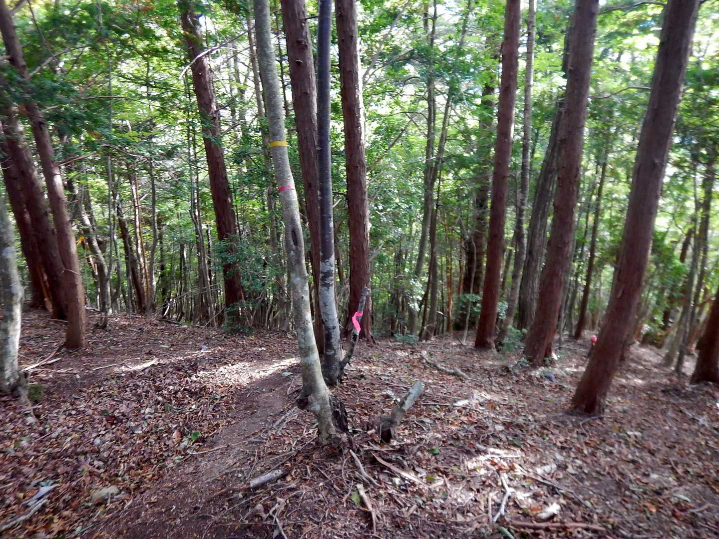 こんな感じ