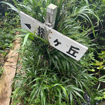 ここから・・・🚶　が・・
薮に覆われて歩けず😢
近所のおばさまに違うルートがあるとお聞きして