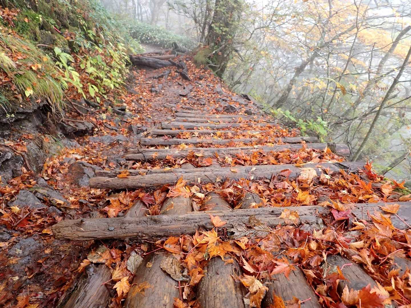 落ち葉🍂の木橋ノリタケ