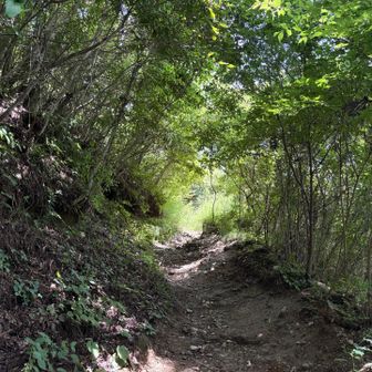 景信山の山頂直下の急登。ストック無しだがここまで順調に進んでいる。