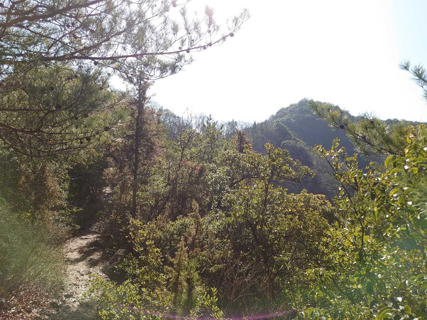 向こうに見えるのが虎丸山かな？