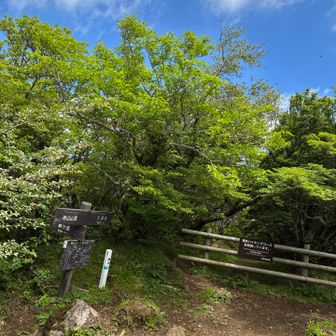 神山山頂。展望はないが空は抜けている。