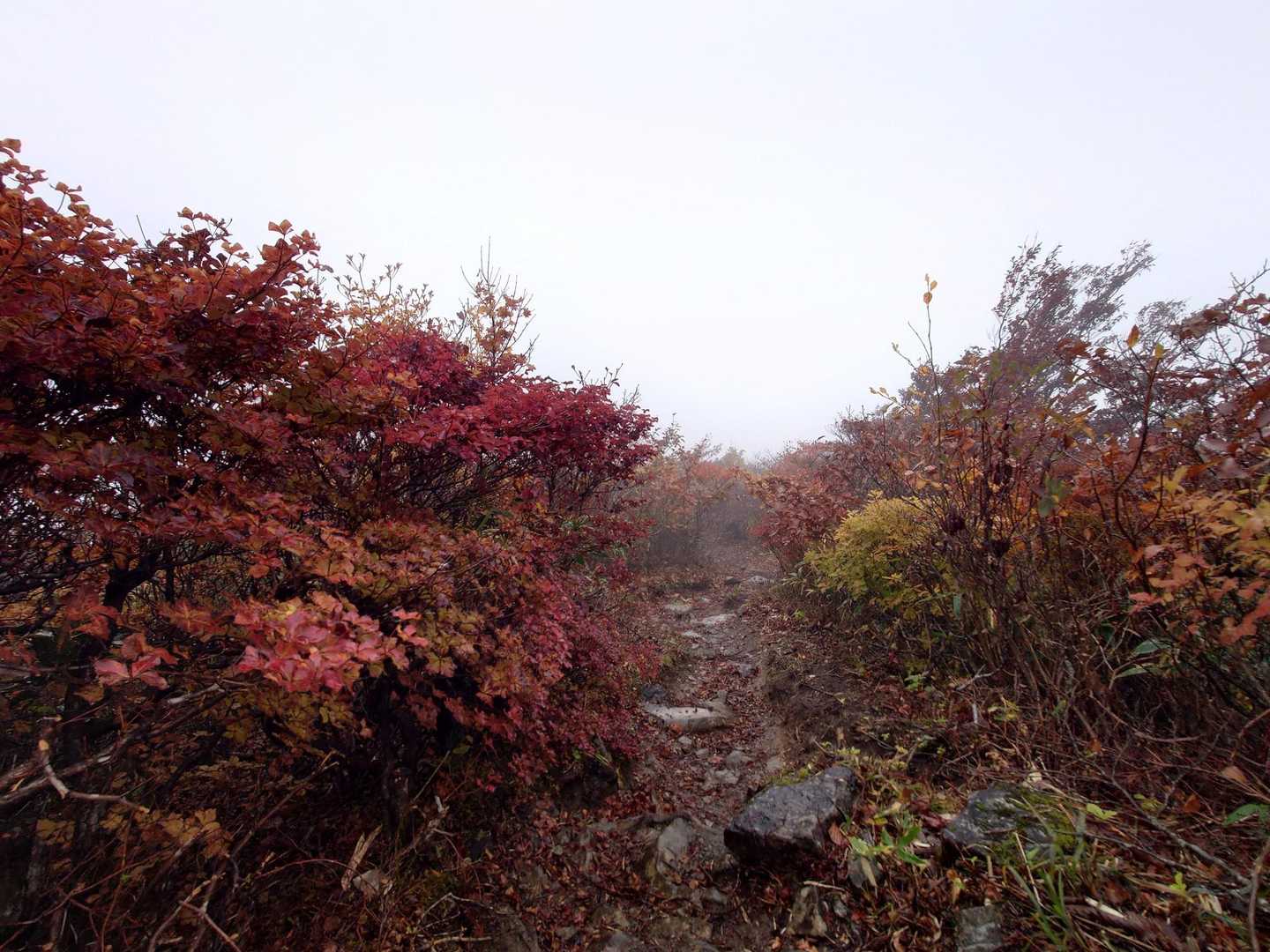 お分れ峠-泉ヶ岳-北泉ヶ岳 周回コースの写真