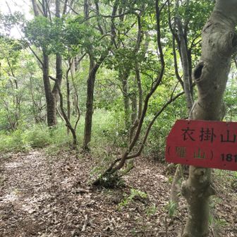 連れ帰ったマダニの産地はこっちだったかもしれない……。