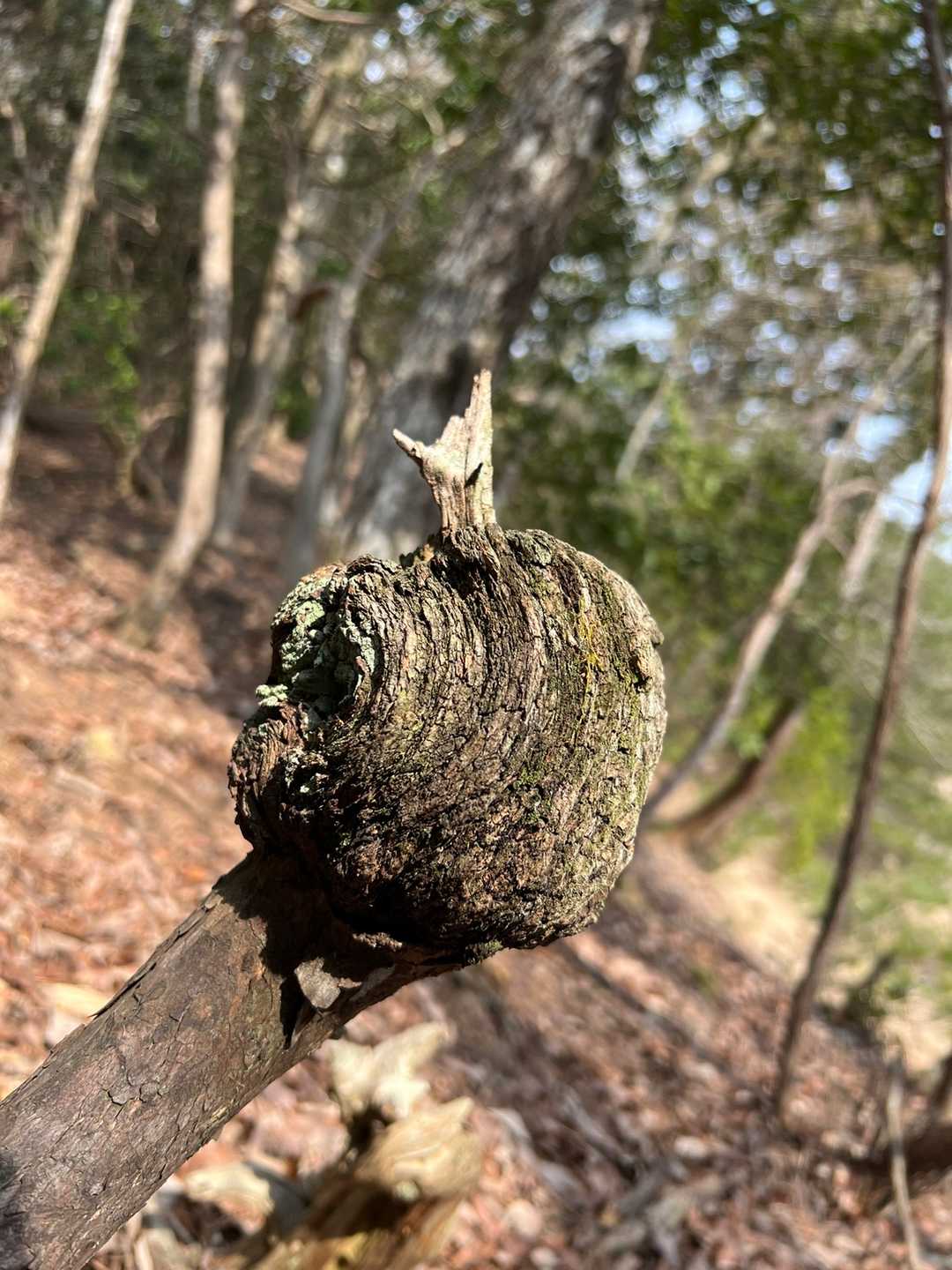 毒りんご🍎⁉🦹‍♀騙されないで😣
いや、こんな色しとったらバレバレやん😂
カリメロにも見えるような😄