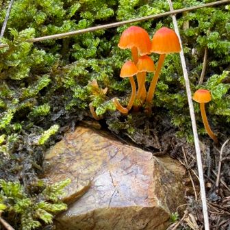 これも小さい🍄