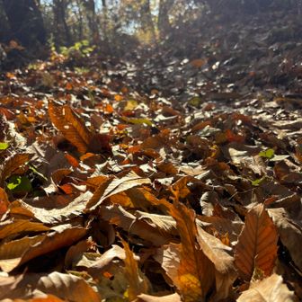 ふっかふか🍂さっくさく🍂ずっるずる🍂