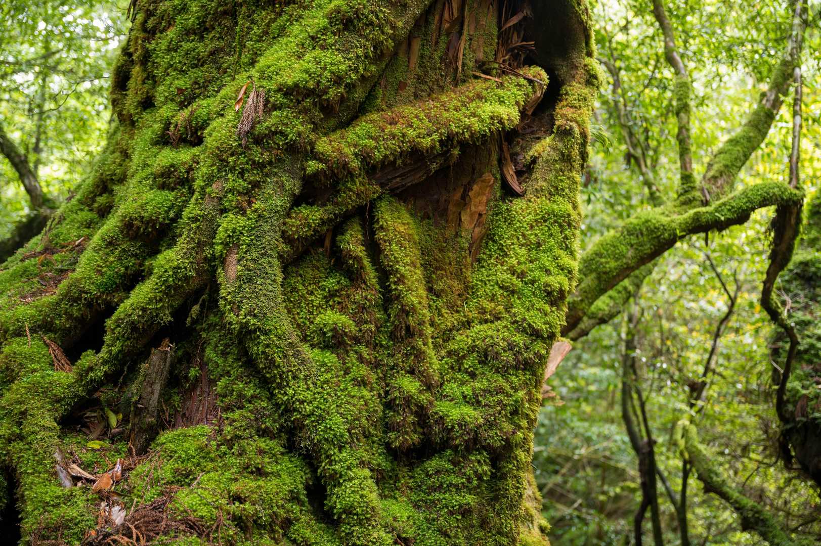 すべてが苔で覆われている景色