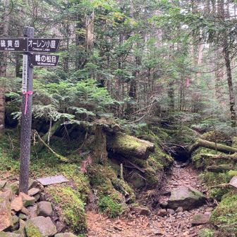 とりあえずピークは踏んでおきたかったので、峰の松目に行ってみることに。
この分岐から先は、一気に人の気配が減りました。