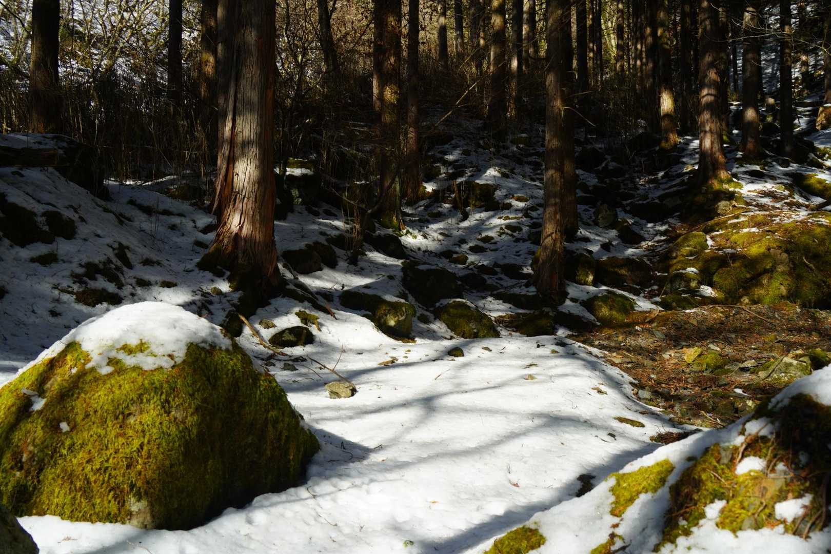 冬の森って美しいな🌳