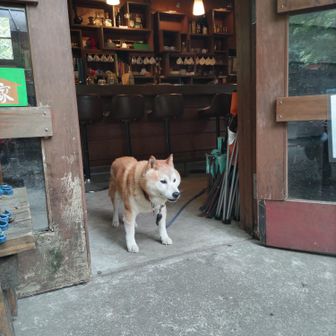 お隣のお店にも柴ちゃん。お年寄りみたい。１７歳だったかな。