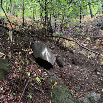 キツネノカミソリの花畑の急登を登る。道案内はしつこいくらいあり、ありがたい