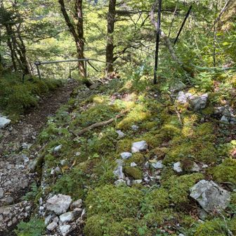 一の森への登山道
こちらは難易度アップ⤴️です