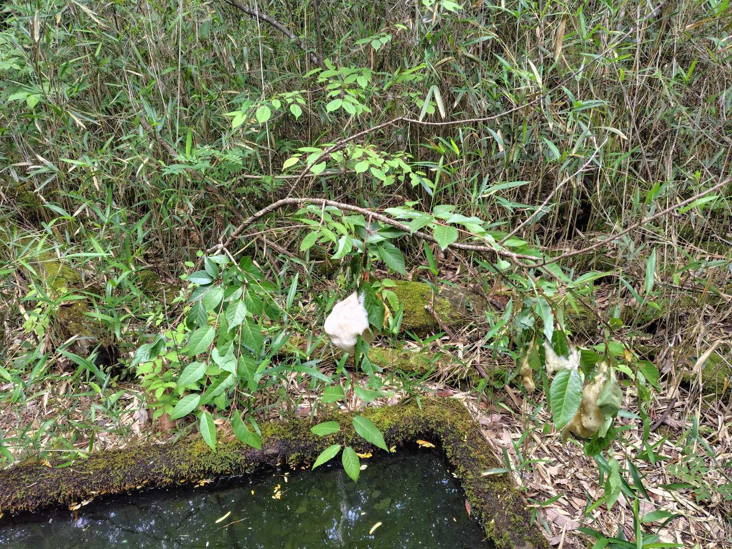 モリアオガエルのタマゴが増えてました🐸
木を良く見ると🧐