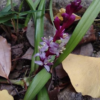 旧安田庭園ではキチジョウソウが花盛り。