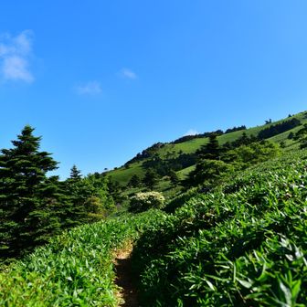 きょうは足も痛いし、壺あそびはしないのだ