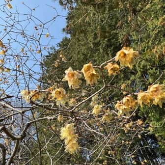 終わりかけのロウバイ