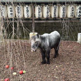 大石神社の花子ちゃん♀27歳