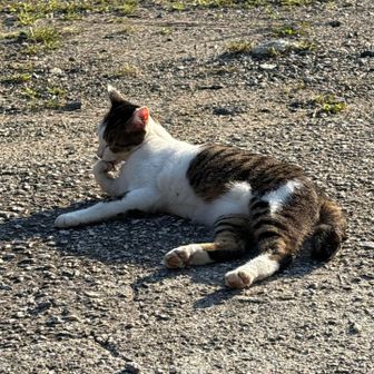 万葉の森の猫🐈
ペロペロ舐めてやった
またね(=´∀｀)

皆さんとも、次もまたお逢いできたら
嬉しいな(*´∇｀*)