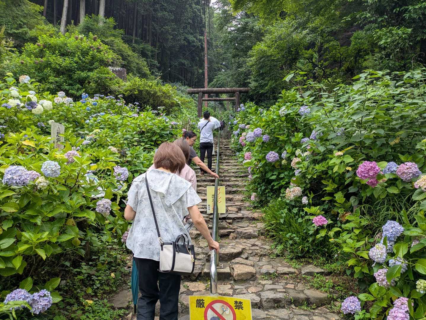 観光客が登る参道(今年はアジサイの花付きが悪い)
