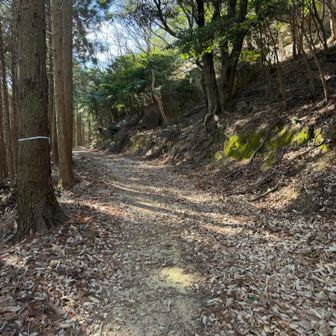 戻ります
初めて通る林道
