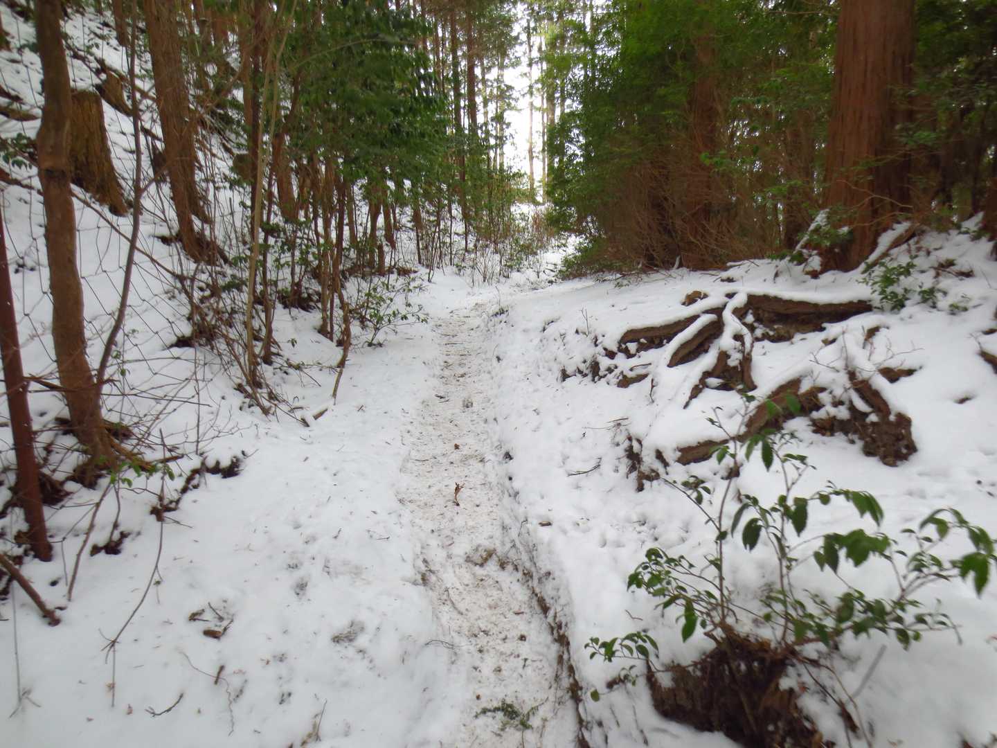 まだまだチェンスパなしです