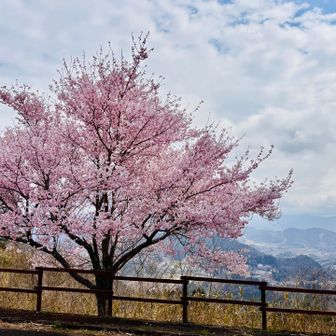 国見が丘！桜満開❣️