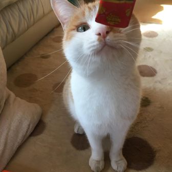まよねこ