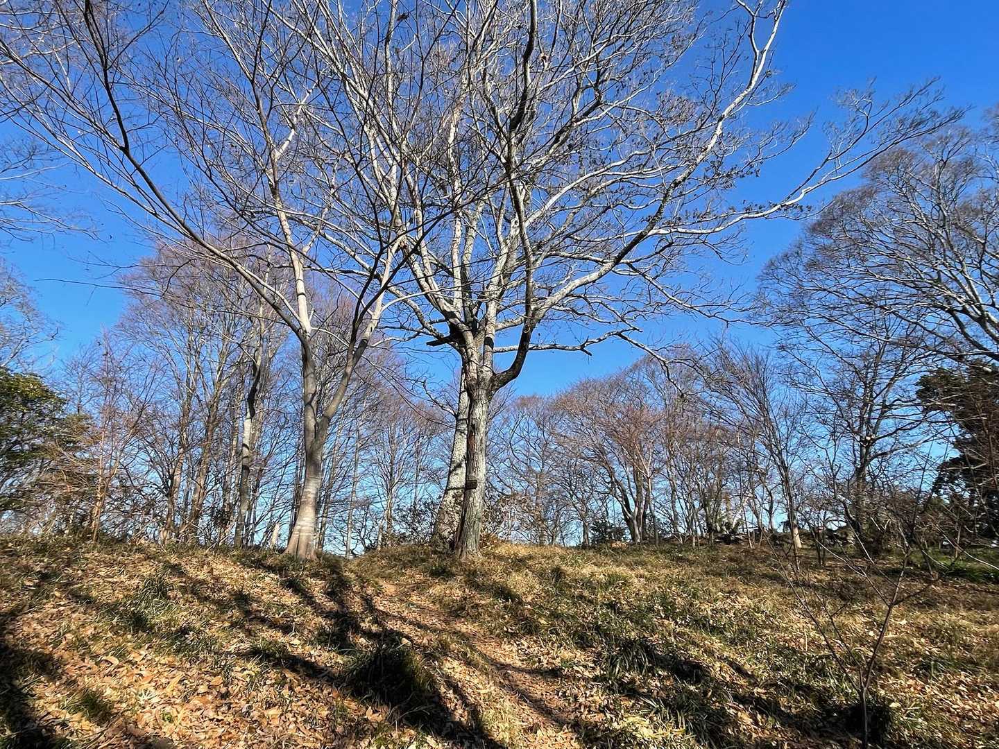 途中の明るい森✨ルート上にはテーブルもたくさんあってお散歩に最適なコースでした