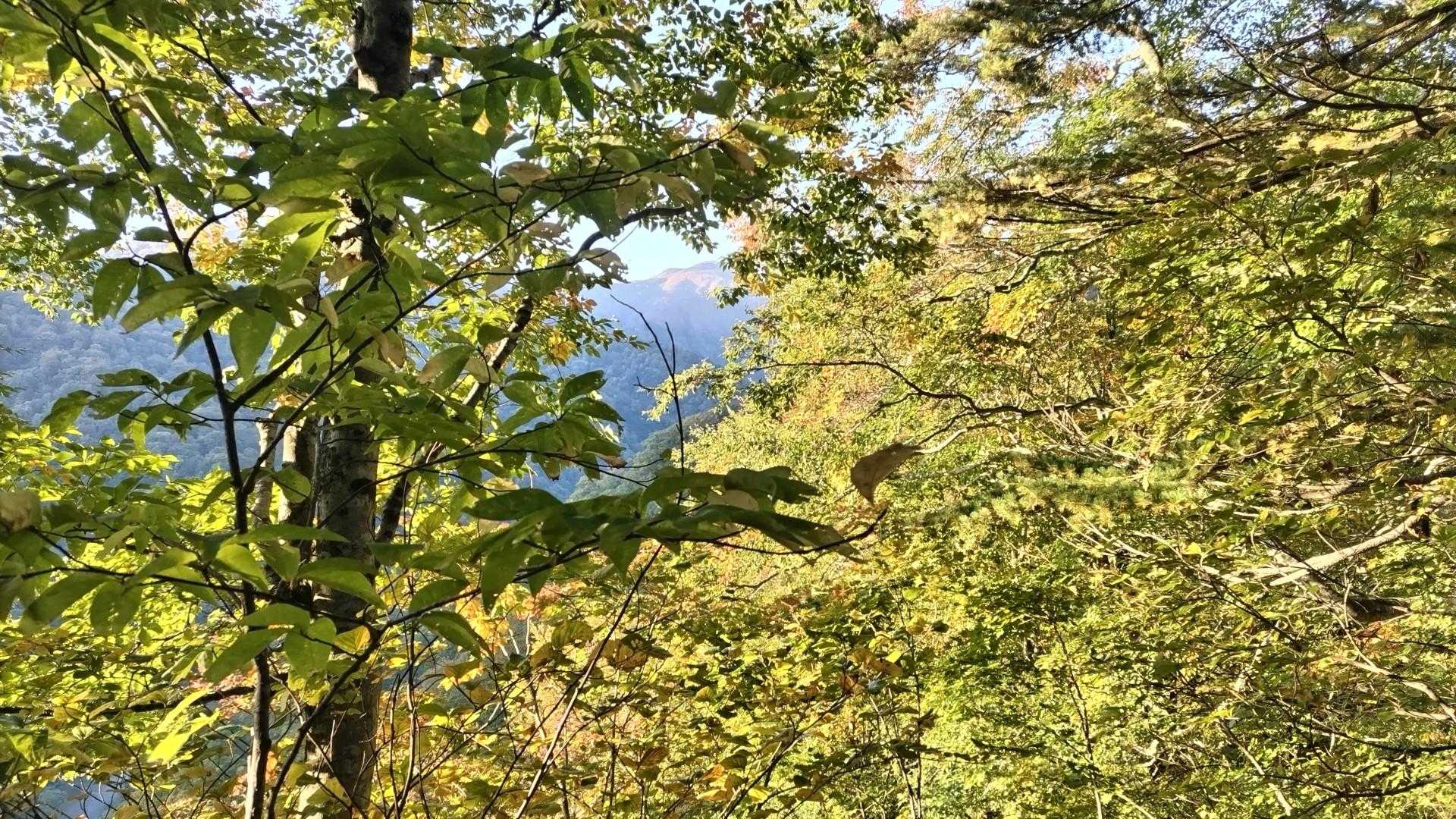 急登がキツイ⤵️
あれが朝日連峰の主脈か！？