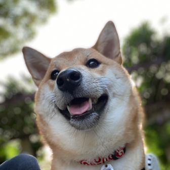 柴犬🐕なな