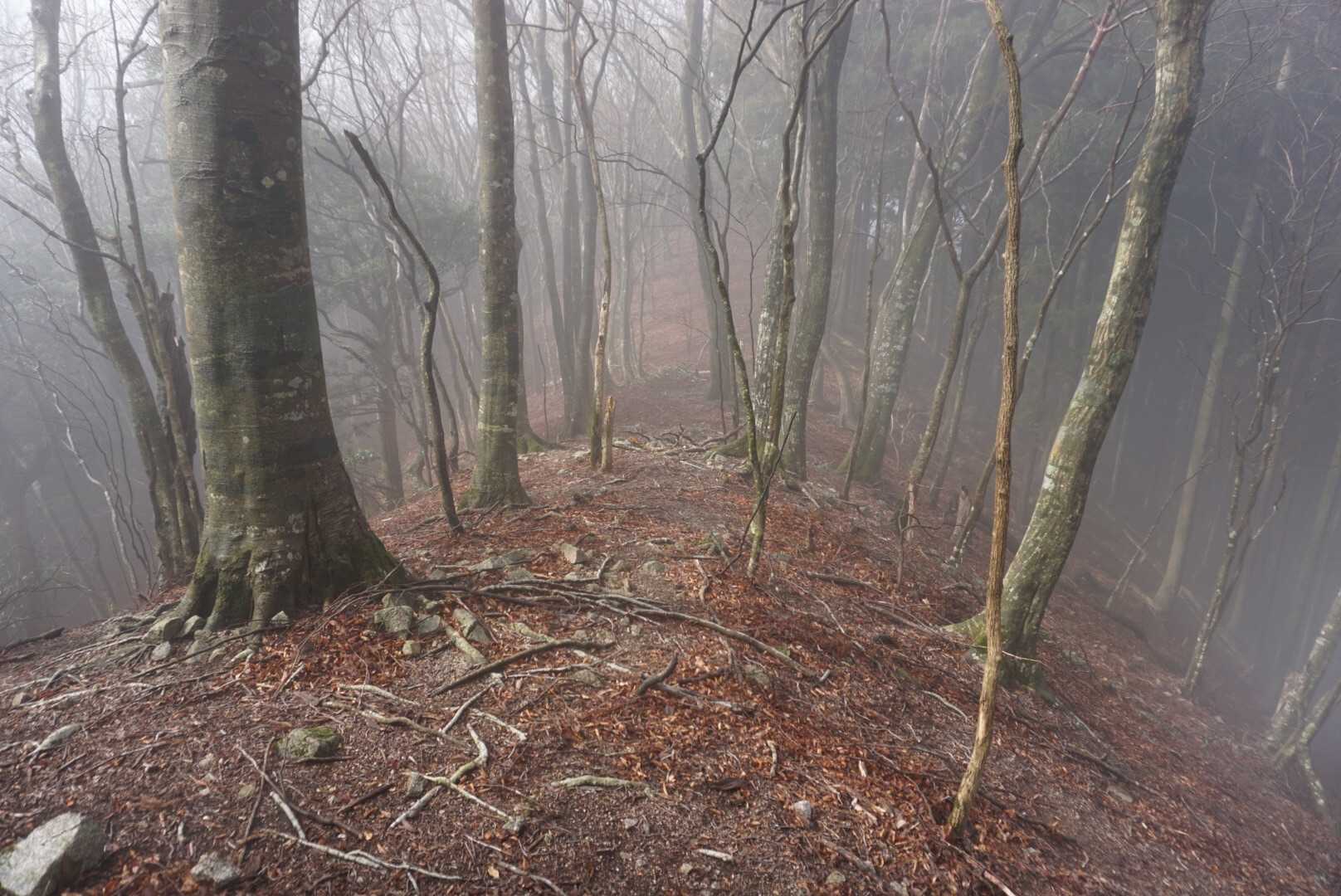 シカさん🦌🦌🦌🦌にちょこちょこ出逢いますが、白いおしりを見せてササッと逃げちゃいます💦
📸間に合わないー