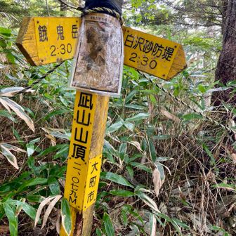大凪山に到着🙌

が、山頂感はない…

ここから先は尾根沿いの道
少しだけ傾斜は緩やかになるのでホッとする