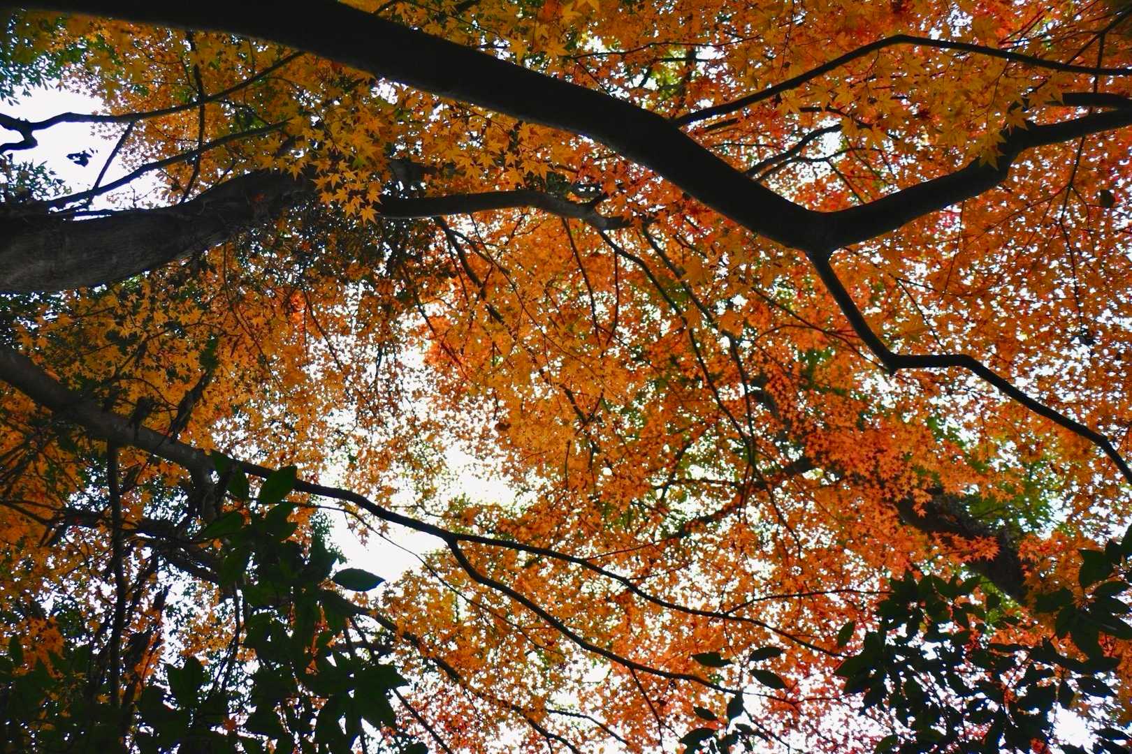 標高500m以下はまだまだ賑やかな紅葉🍁