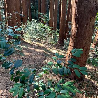 地味目な山頂ルートは小さな木々が沢山育っていて、自然のパワーをより一層感じられる