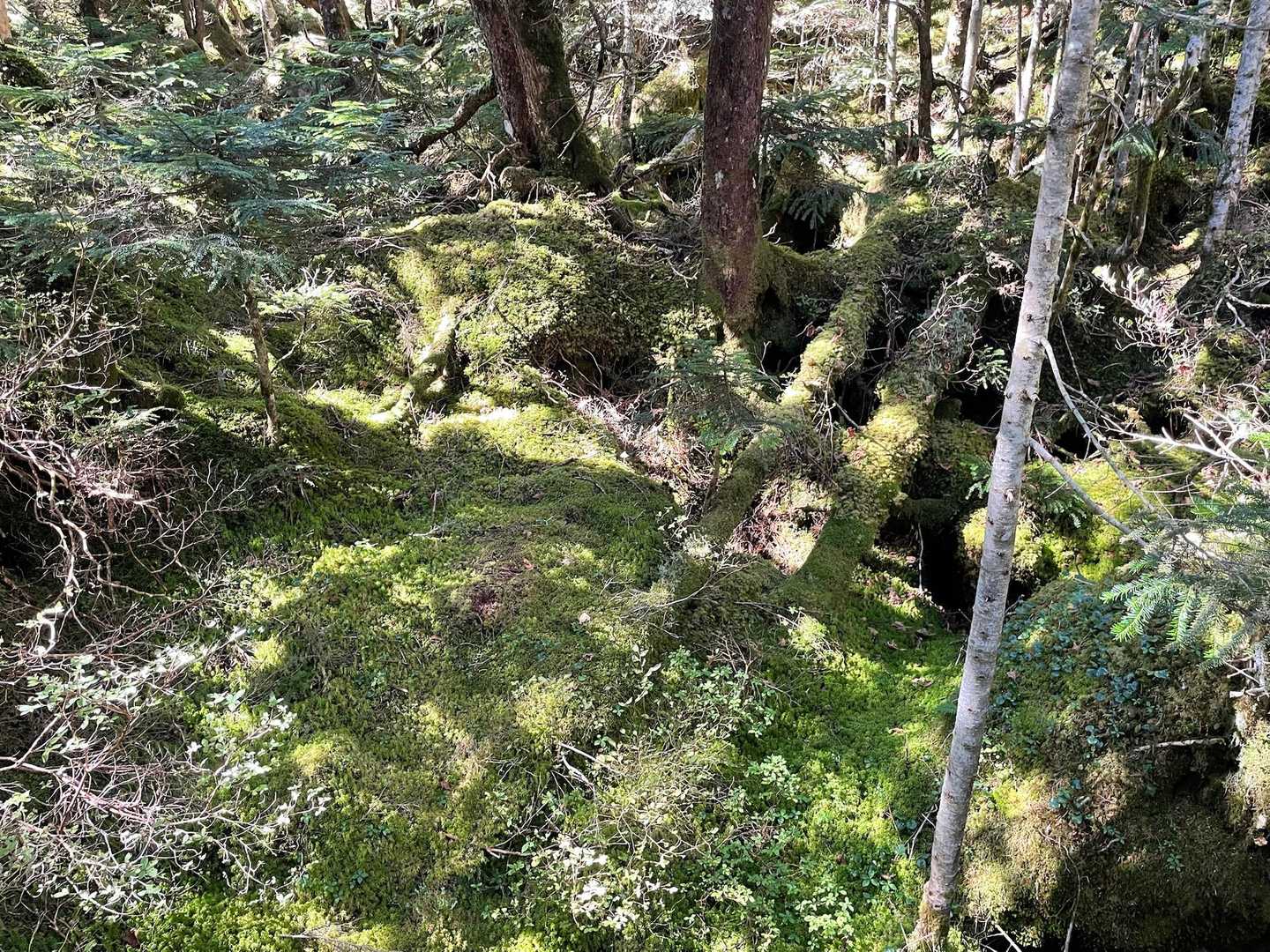 北八ヶ岳は苔が綺麗😆