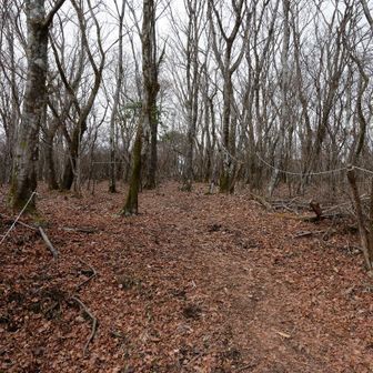ここから鉄砲木ノ頭へ登っていく