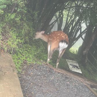 近づいても逃げず食事に没頭。