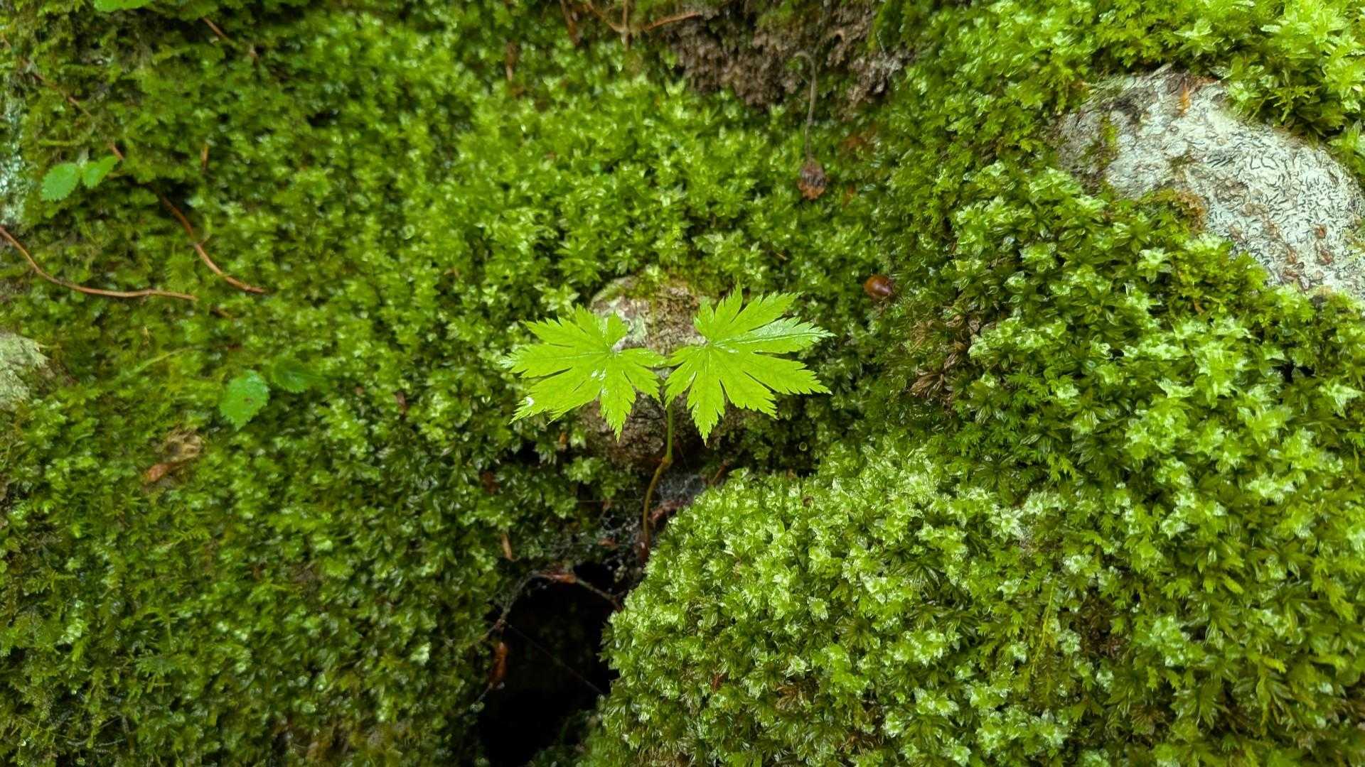 苔✨️