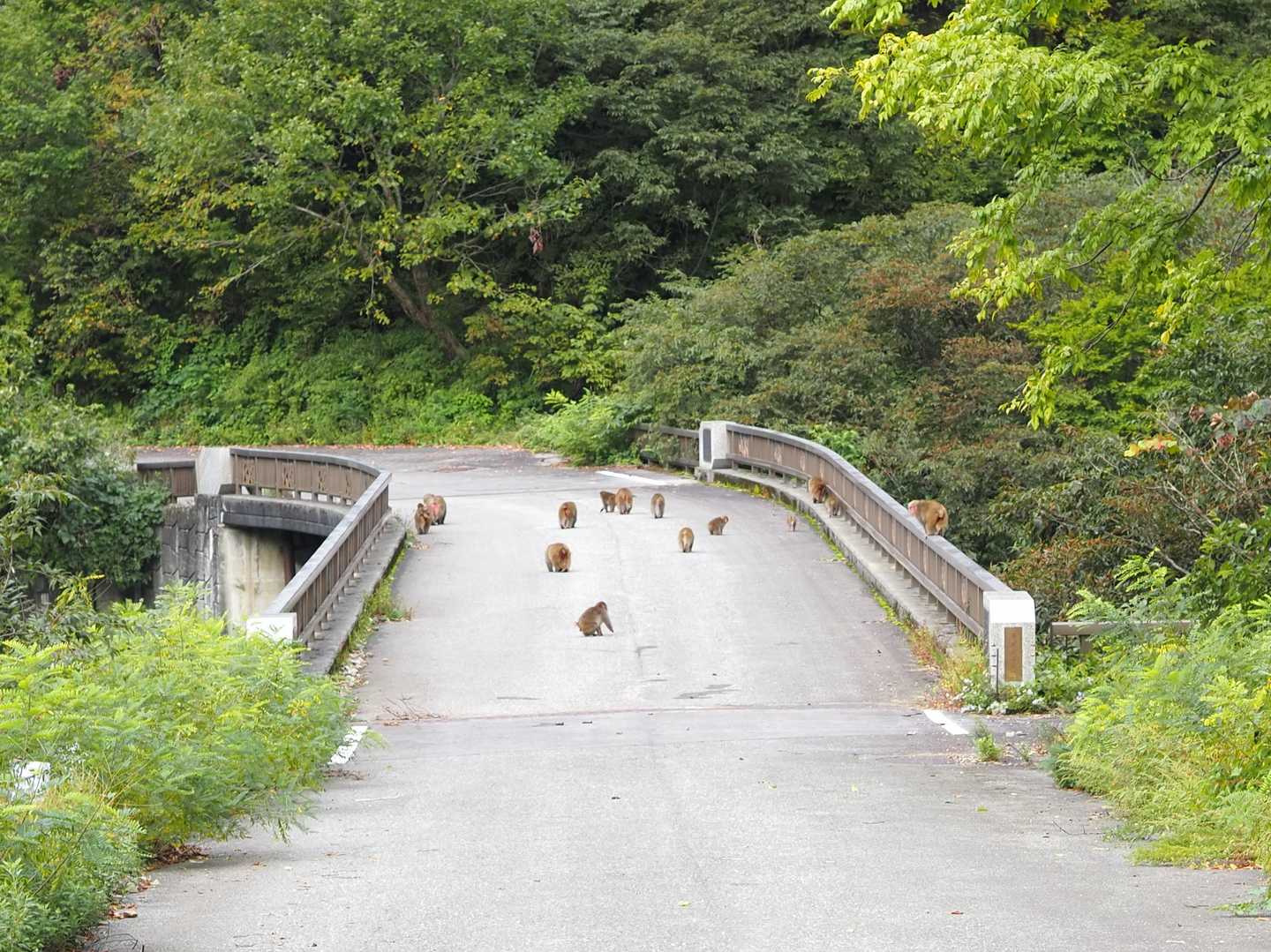 おサル軍団の盛大なお出迎え🐒🐒🐒

おつかれ山🍁