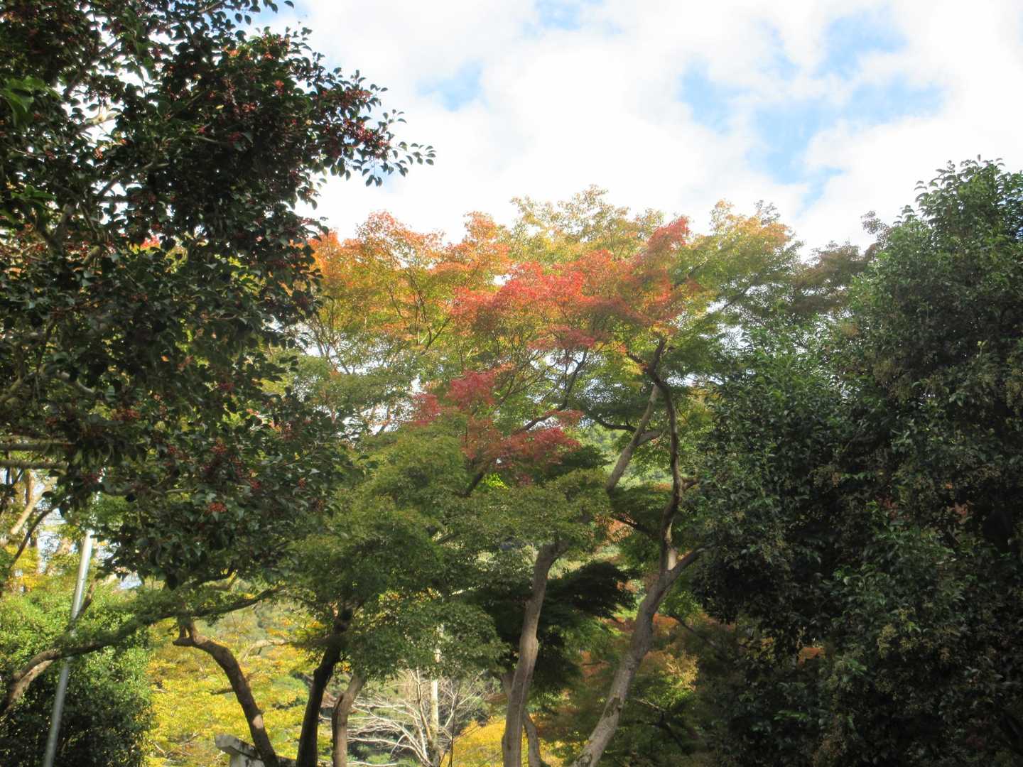 瀧安寺-石子詰登山口-箕面山-三国峠 周回コースの写真