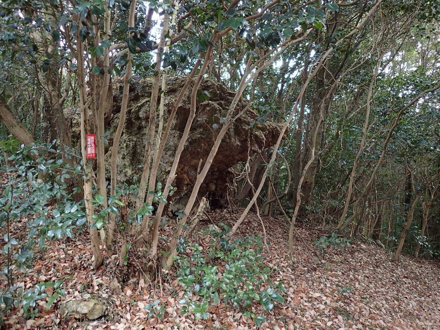 「いのしし岩」だろう。