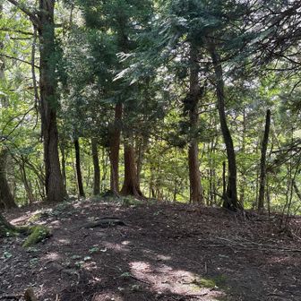 権現山からピストンで忍草山東峰に戻り、更に進むと金毘羅山。