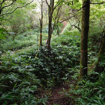 左手に道があるがそこは歩かずに登山道を登る